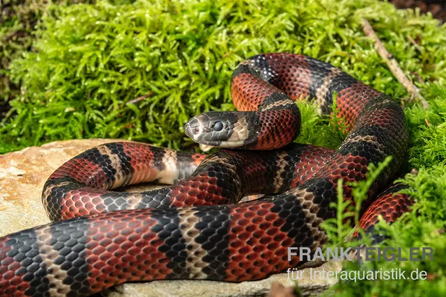 Honduras-Milchschlange, Lampropeltis triangulum hondurensis