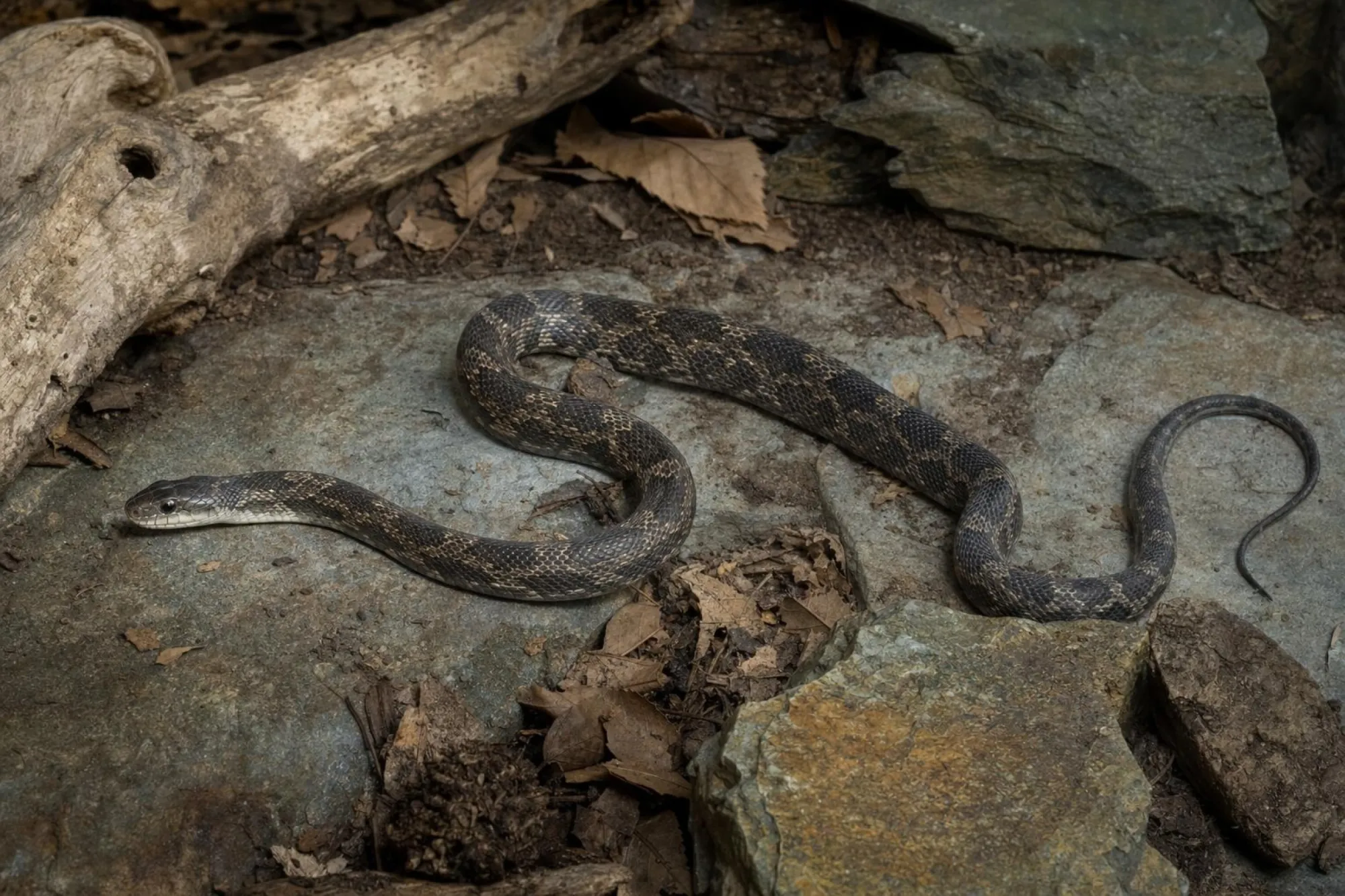 Texas-Rattennatter „het. leuzistisch“, Pantherophis obsoletus lindheimeri