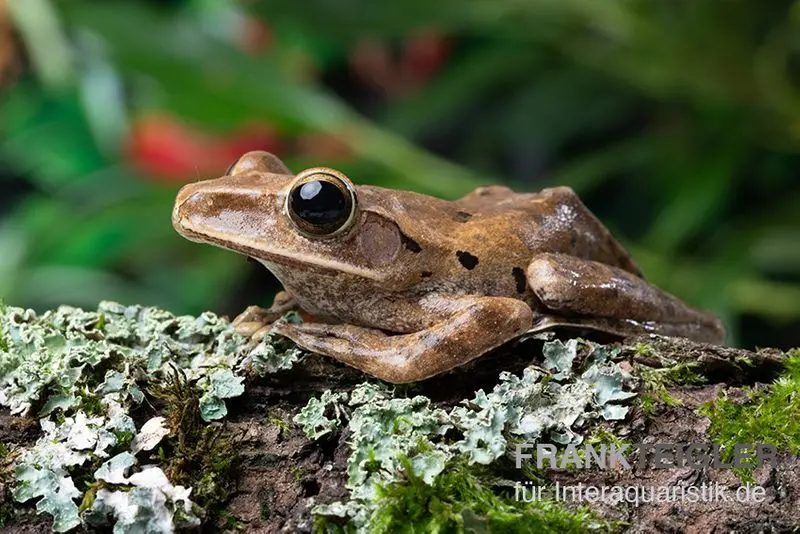 Weißbart-Ruderfrosch, Rhacophorus leucomystax