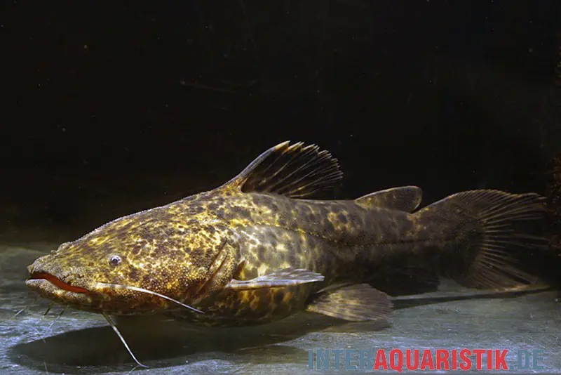 Apurensis-Wels, Cephalosilurus apurensis, 20-22 cm