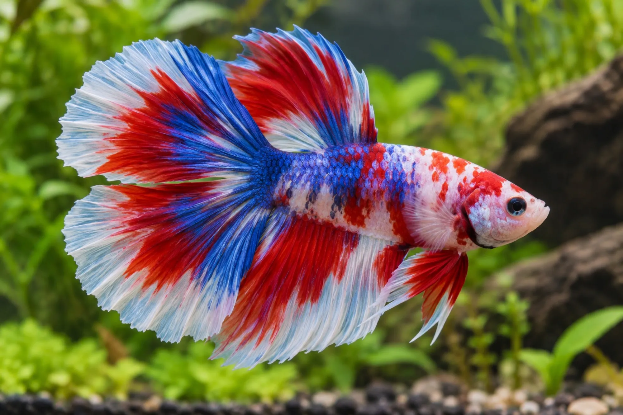 Halfmoon-Doubletail-Kampffisch im Farbmix, Männchen, Betta splendens