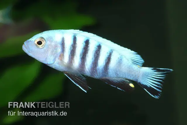 Pseudotropheus kingsizei maingano (Metriaclima pulpican), 3-4 cm DNZ
