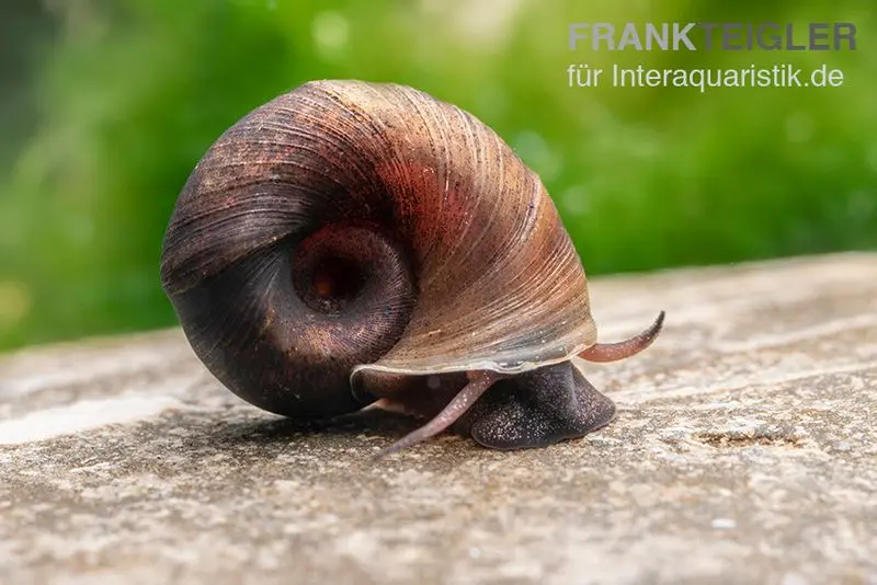 Kleine Posthornschnecke braun, Planorbella duryi var. braun
