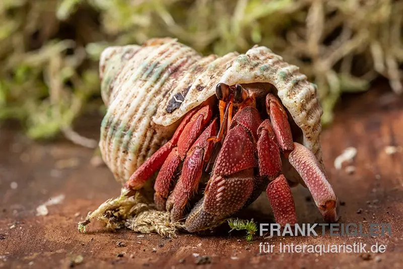 Landeinsiedlerkrebs, Coenobita rugosus (Zirpender Landeinsiedlerkrebs)