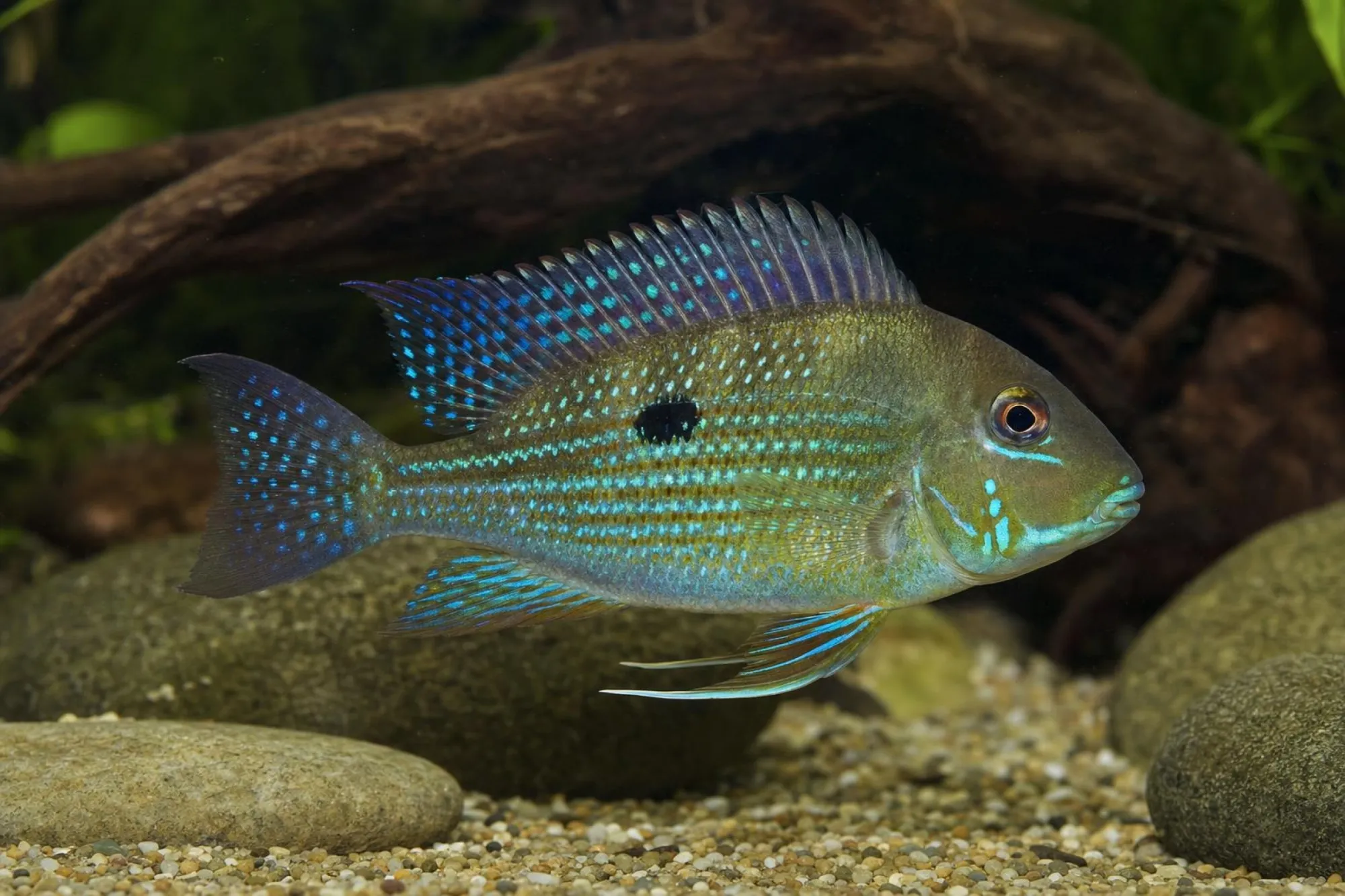 Tränenstrich-Erdfresser „Rio Xingu“, Geophagus argyrostictus
