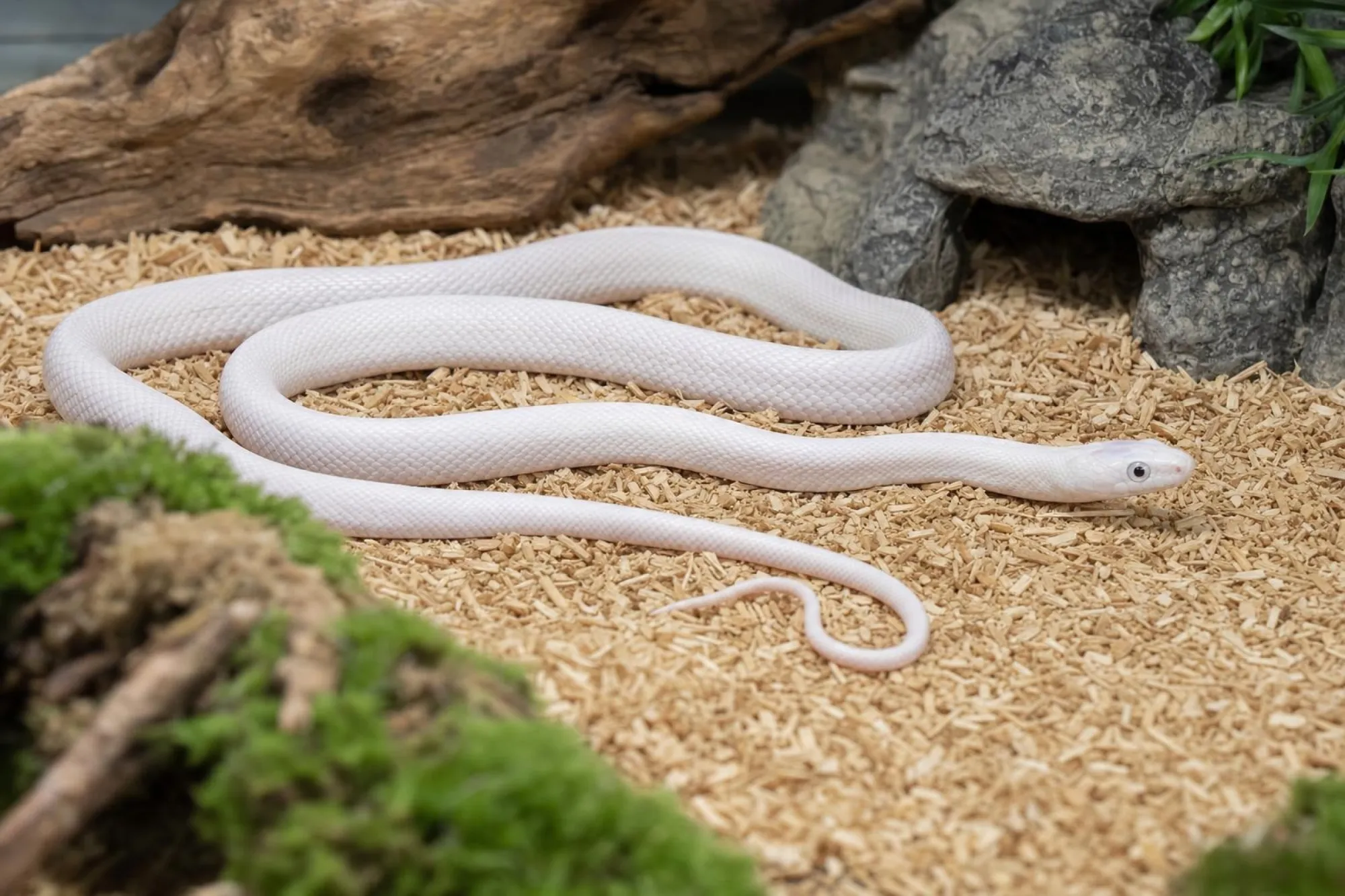 Texas-Rattennatter „leuzistisch“, Pantherophis obsoletus lindheimeri