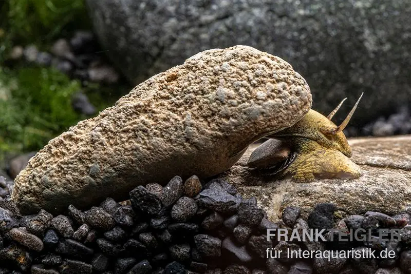 Flashlight-Schnecke, Tylomelania sp. Flashlight