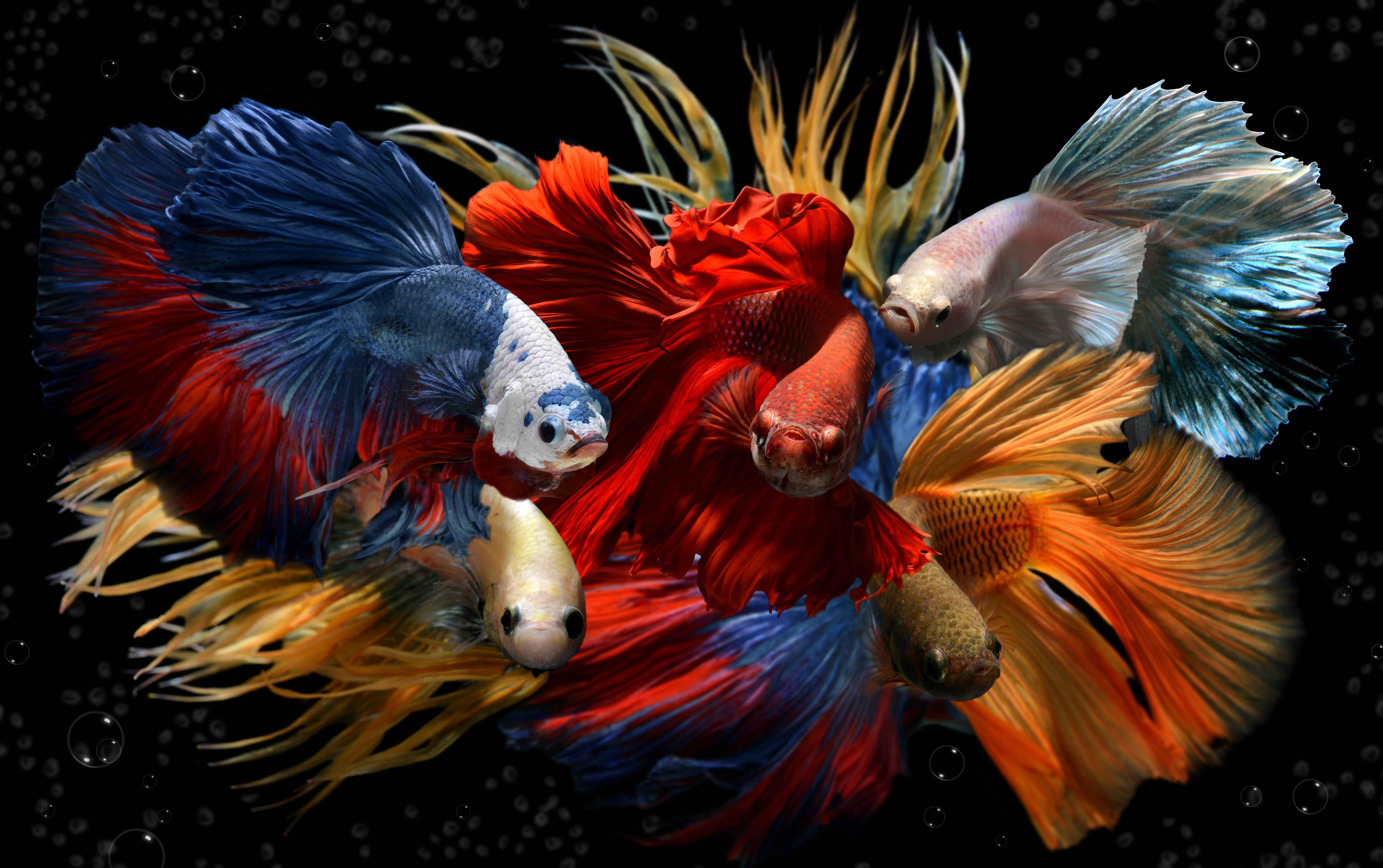 Mehrere farbenfrohe Kampffische (Betta) in Rot, Blau, Gelb und Weiß mit ausgeprägten, fließenden Flossen und dezenten Luftblasen vor schwarzem Hintergrund