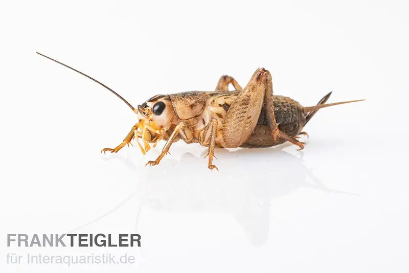 Steppengrillen, groß (7), Futterinsekten ca. 20 Stück