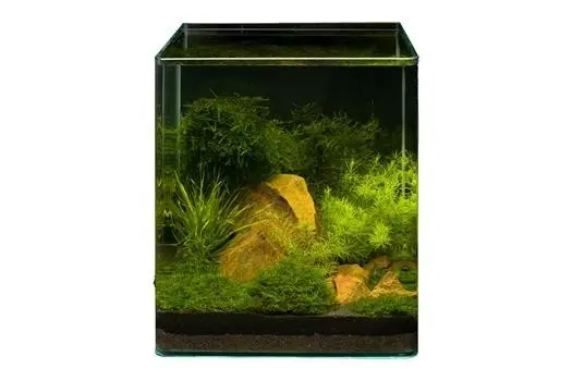 Pflanzensortiment Driftwood Cube für 30 l Nano-Aquarium, Aquarienpflanzen-Set