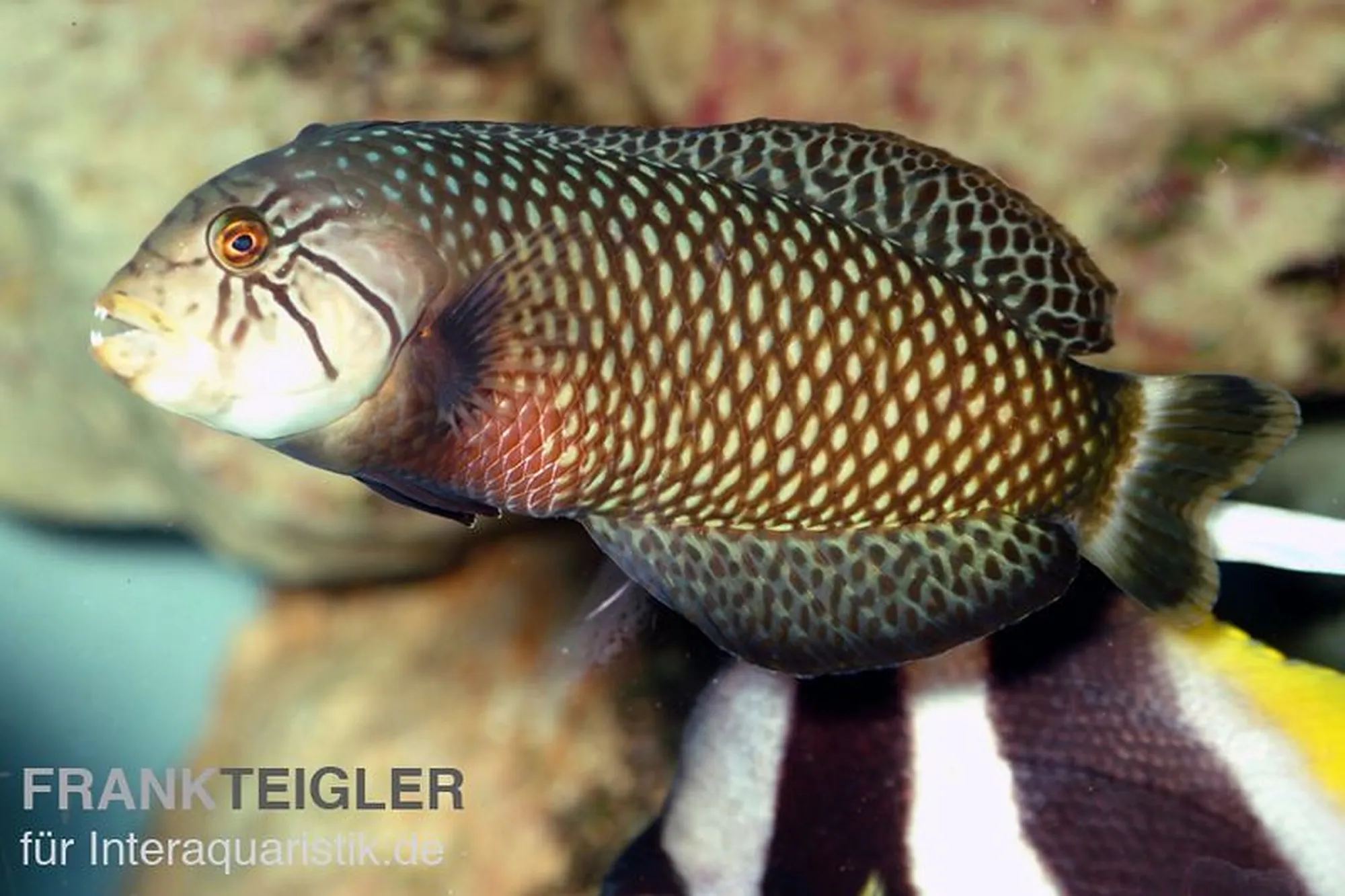 Bäumchen-Lippfisch, Novaculichthys taeniourus