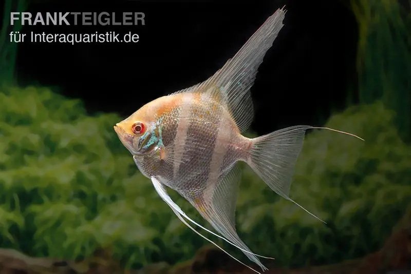 Dantum-Albino-Skalar, Pterophyllum altum x scalare, ca. 3,0-4,0 cm