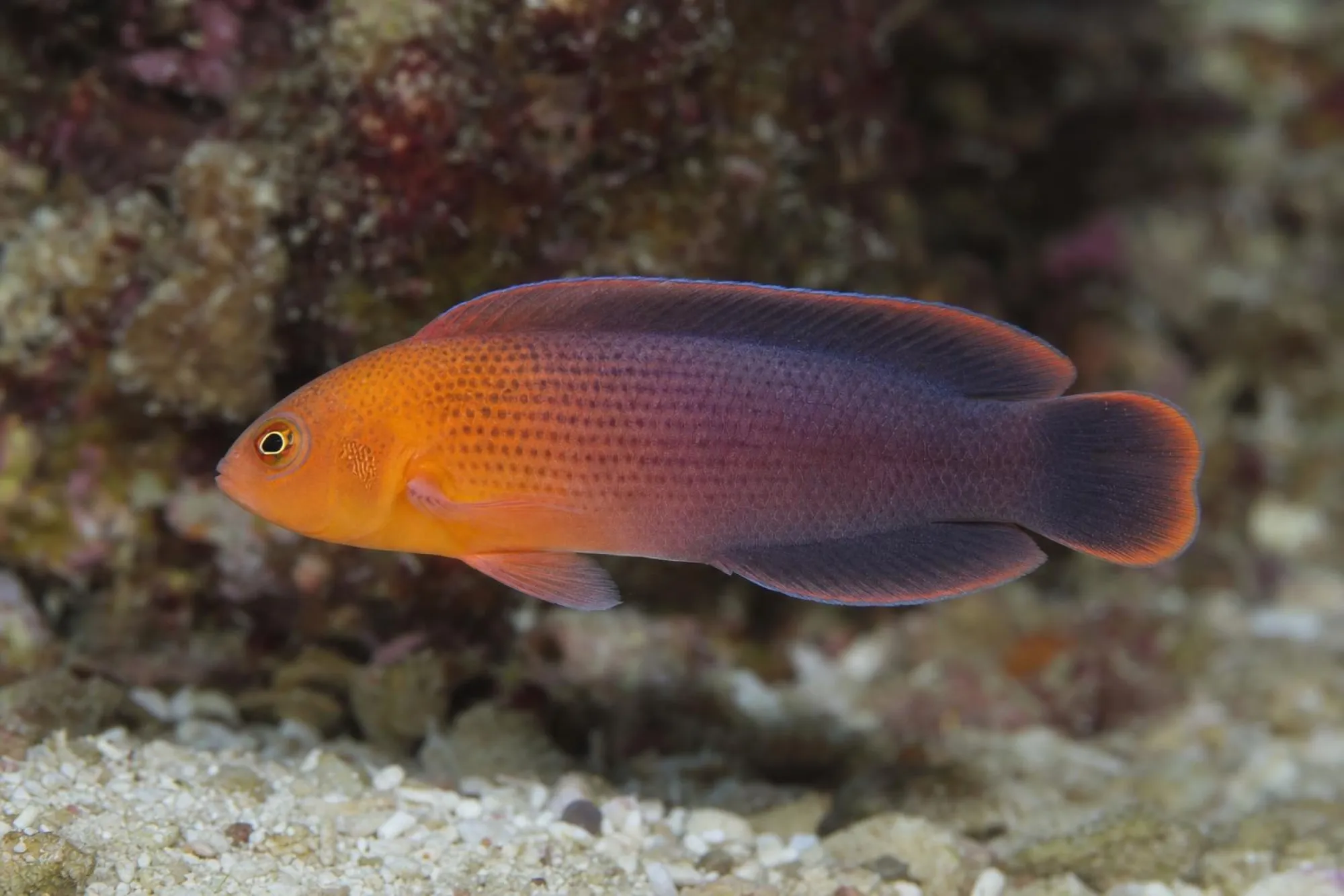 Dilectus Zwergbarsch, Pseudochromis dilectus