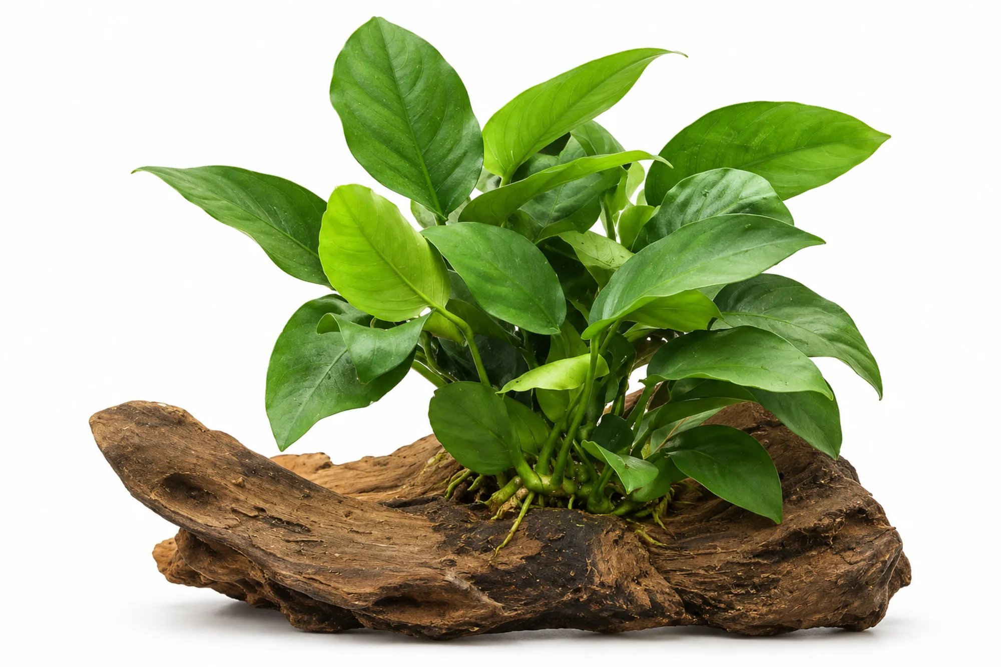 Anubias nana mit kompakten grünen Blättern auf einer natürlichen braunen Holzwurzel vor weißem Hintergrund.