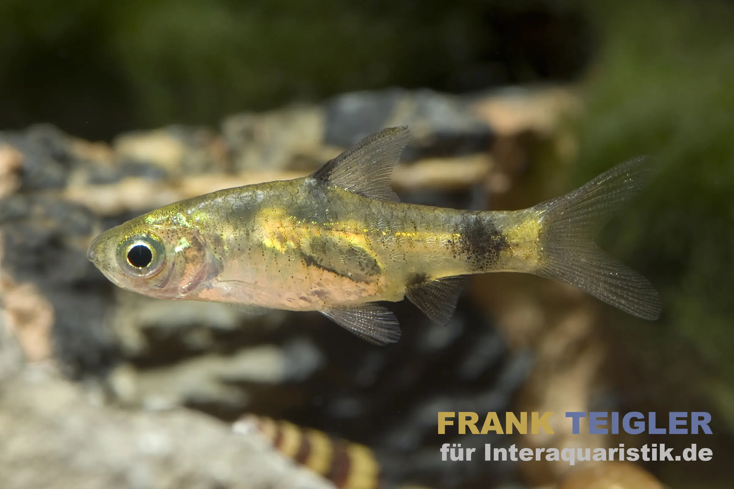 Indische Fleckenbarbe, Pethia gelius/Barbus gelius (Minifisch)
