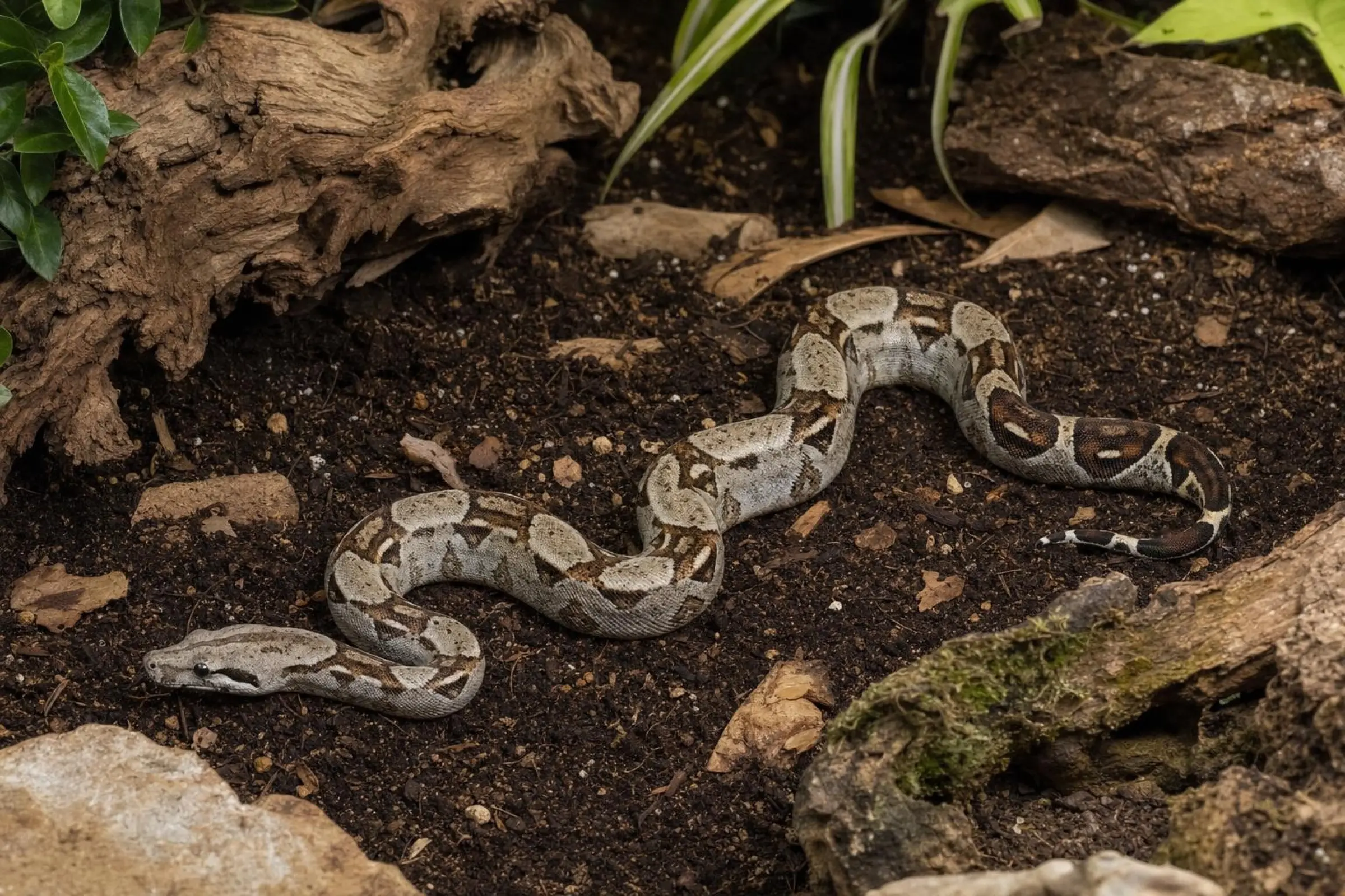 Kaiserboa, Boa c. imperator
