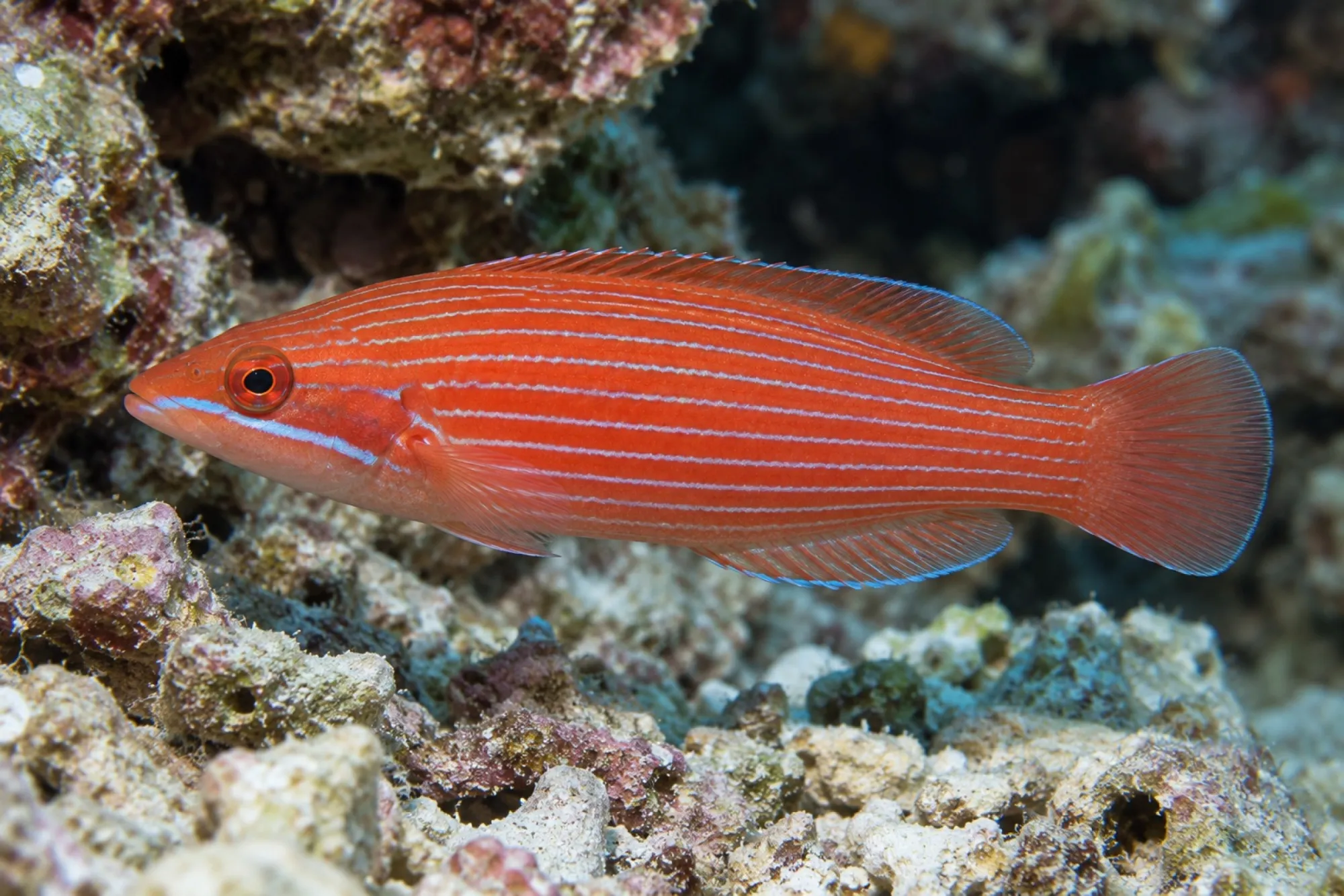 Streifen Zwerglippfisch, Pseudocheilinus evanidus