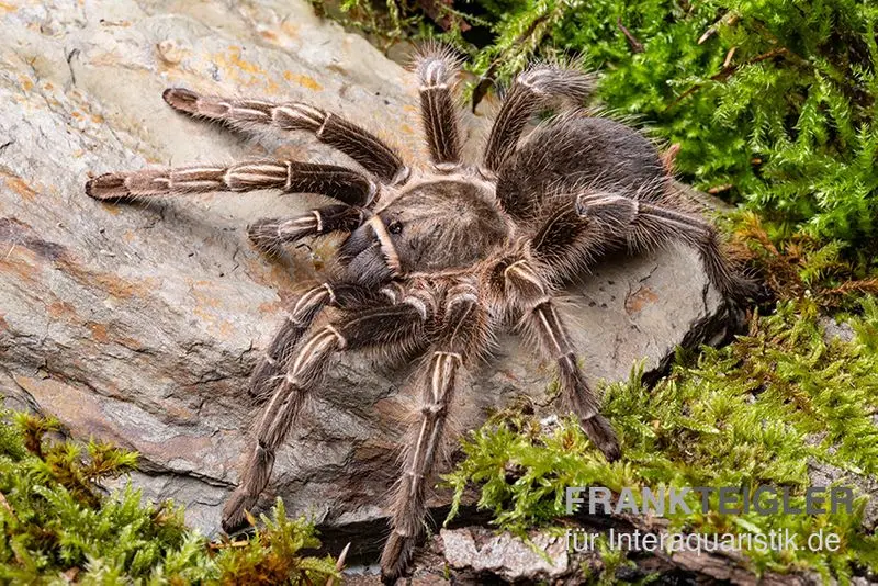 Gestreifte Guatemala-Vogelspinne, Aphonopelma seemanni 