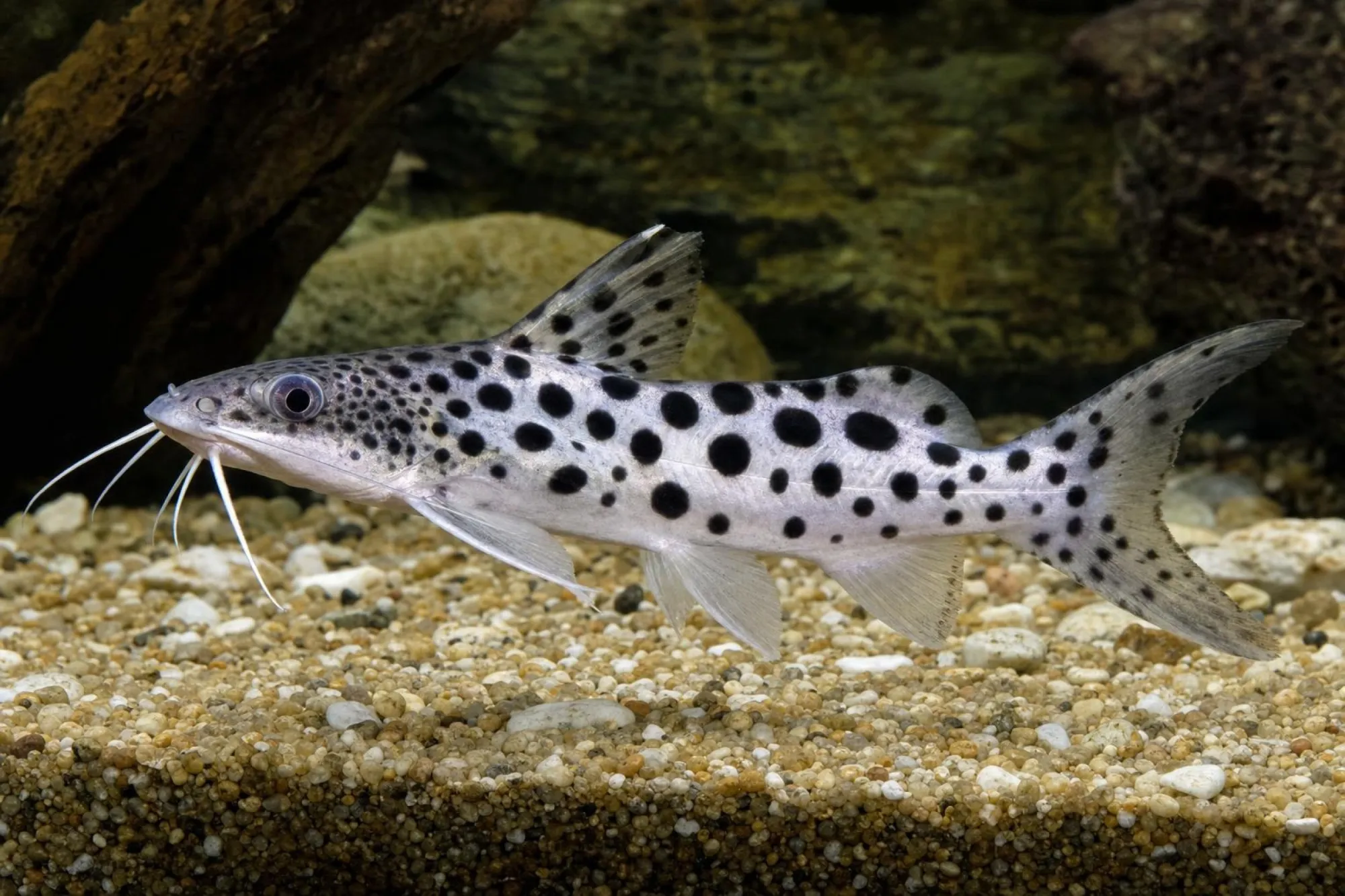 Njassa-Fiederbartwels, Synodontis njassae