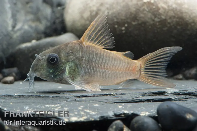 Einfarbiger Panzerwels, Hoplisoma concolor, ca. 2,5-3,5 cm