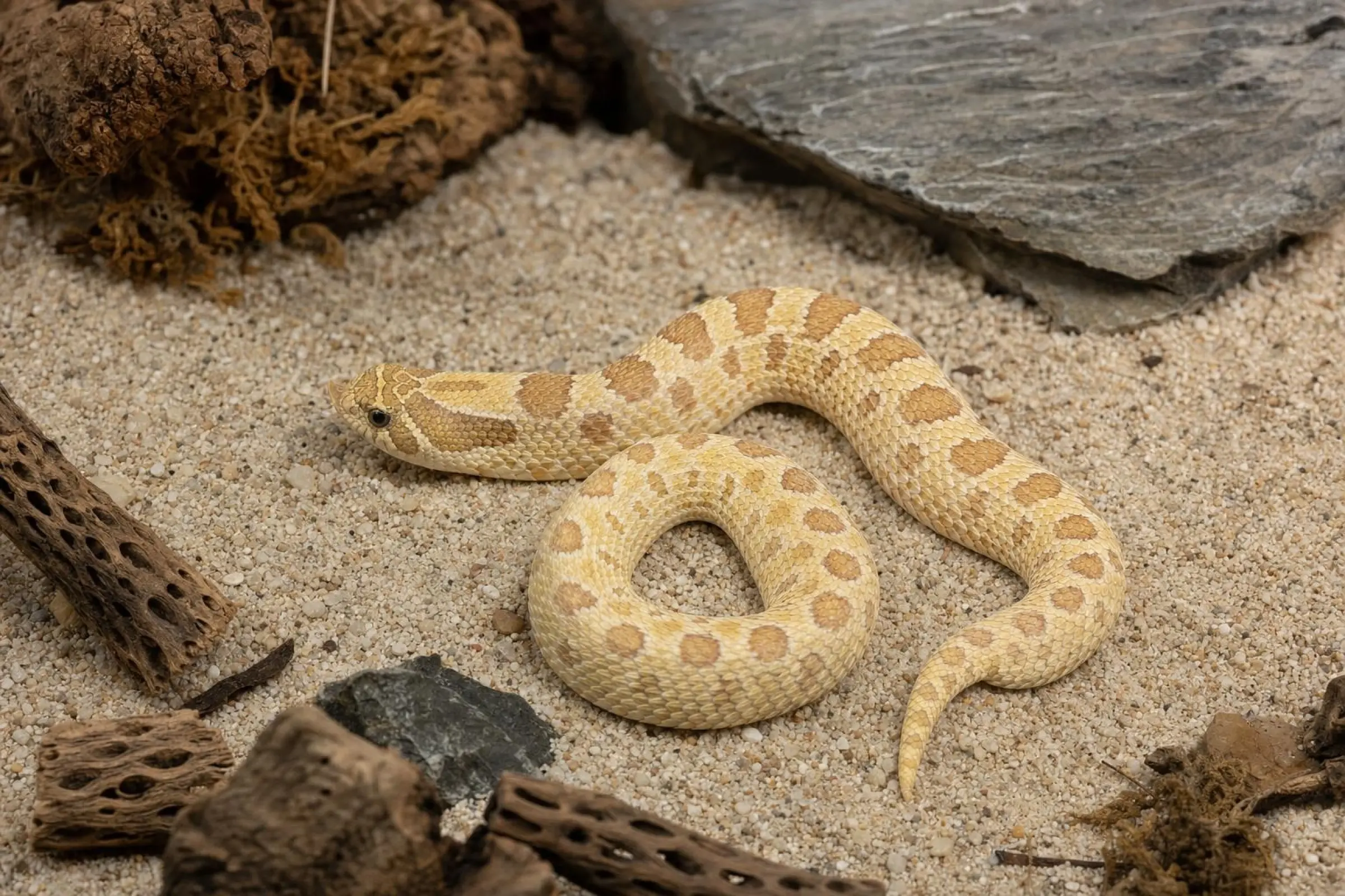 Westliche Hakennasennatter „Lemon Ghost“ – NZ mittel, Heterodon nasicus