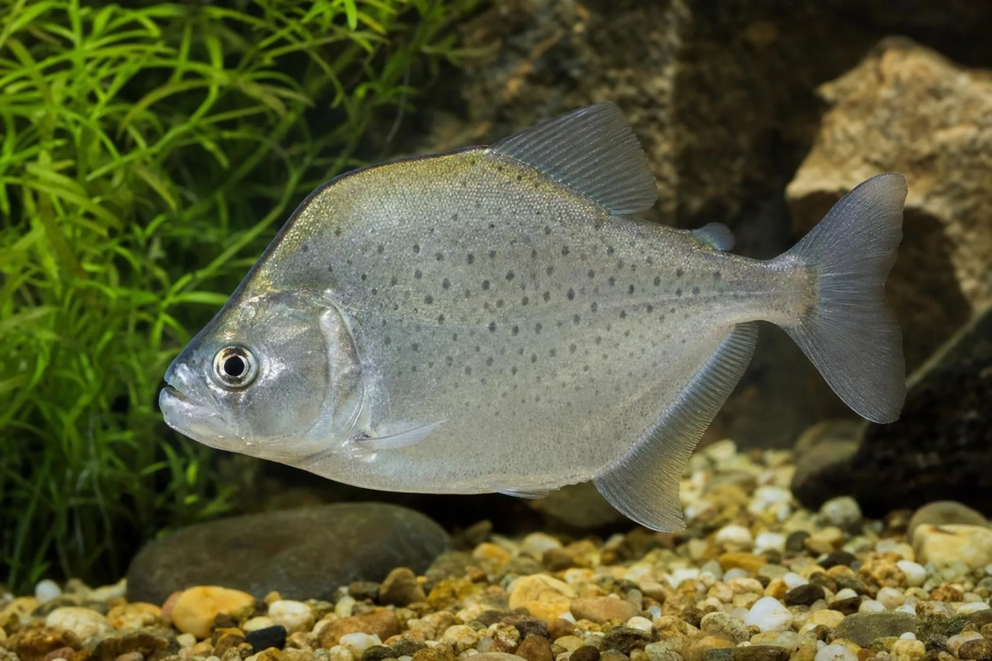 Gery-Piranha, Serrasalmus geryi