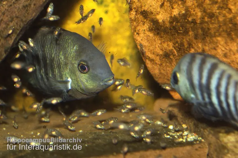 Blauaugen-Buntbarsch, Cryptoheros spilurus