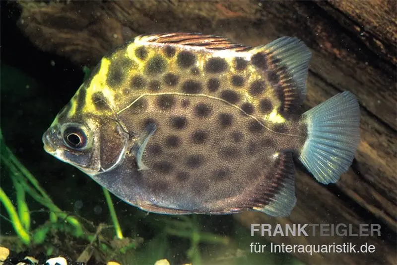 Grüner Argusfisch, Scatophagus argus argus, 4-6 cm