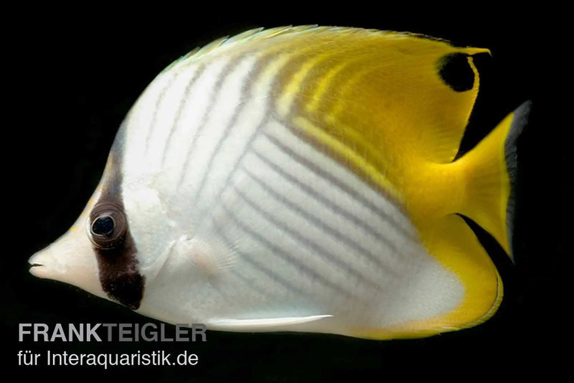 Fähnchen-Falterfisch, Chaetodon auriga, ca. 5,0-7,0 cm