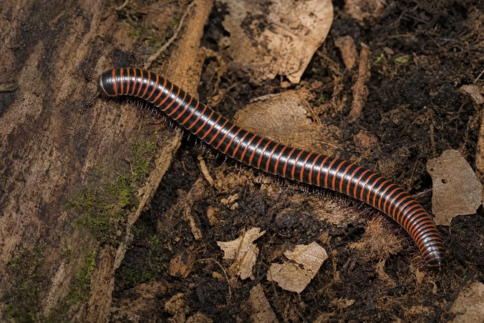 Silber-Tausendfüßer, Spirobolus sp.