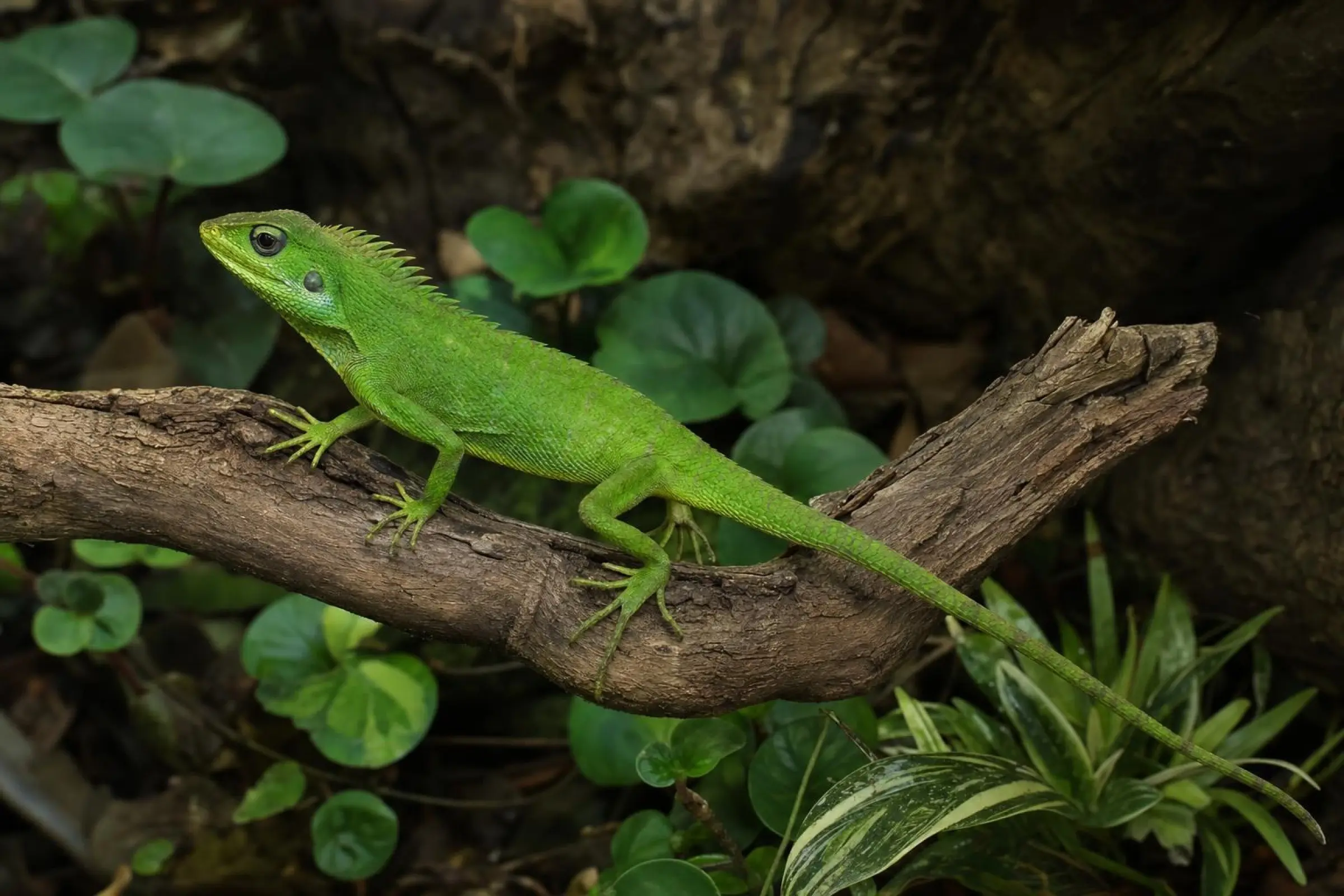 Java-Langschwanzagame, Bronchocela jubata
