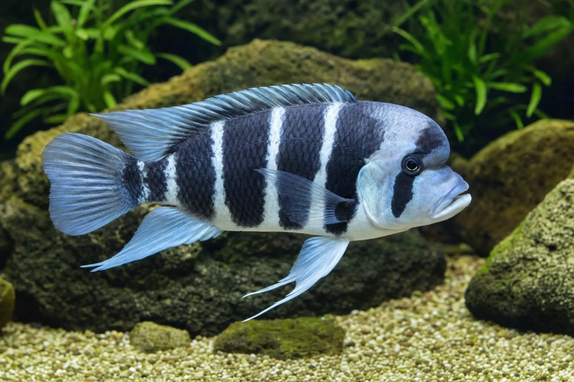 Tanganjika-Beulenkopf, Cyphotilapia frontosa, ca. 4,0-5,0 cm