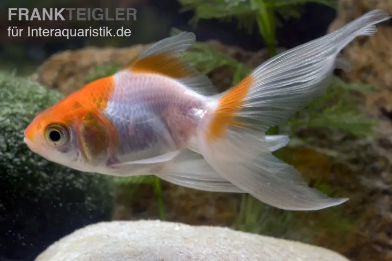 Schleierschwanz rot-weiß, Carassius auratus, 5-8 cm (Kaltwasser)