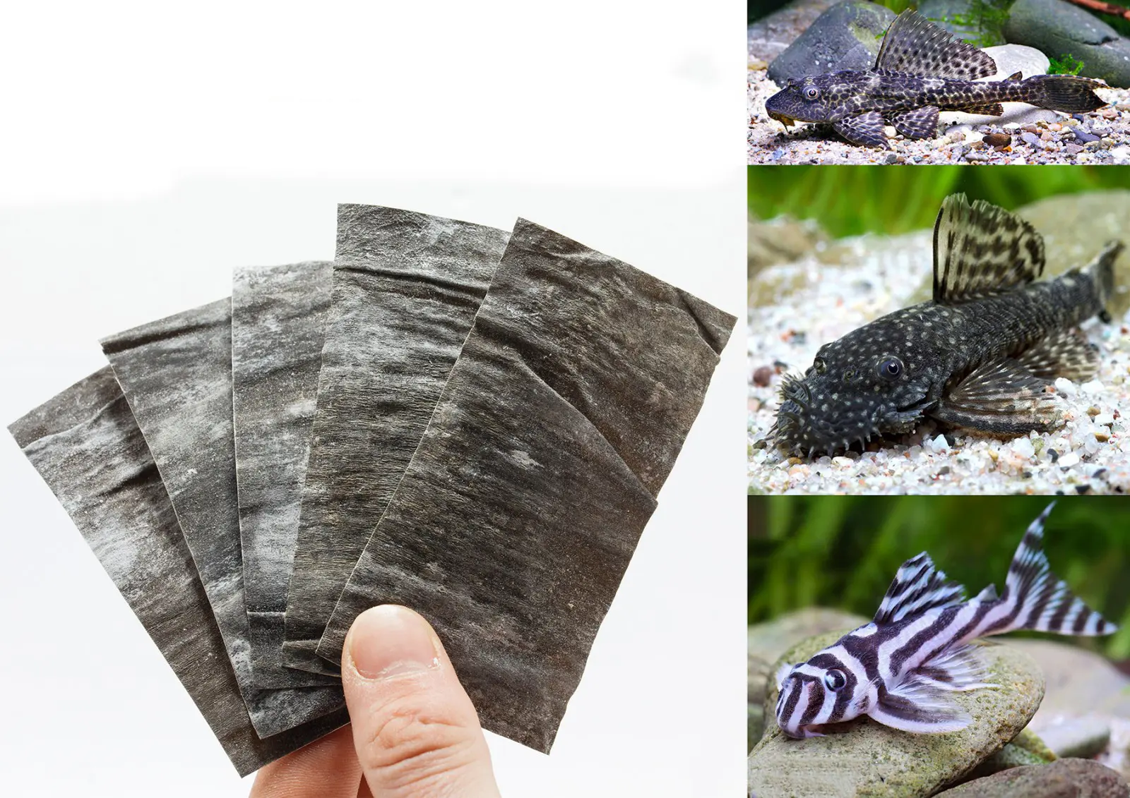 Algenblätter (Nori) als Futter für Plecos