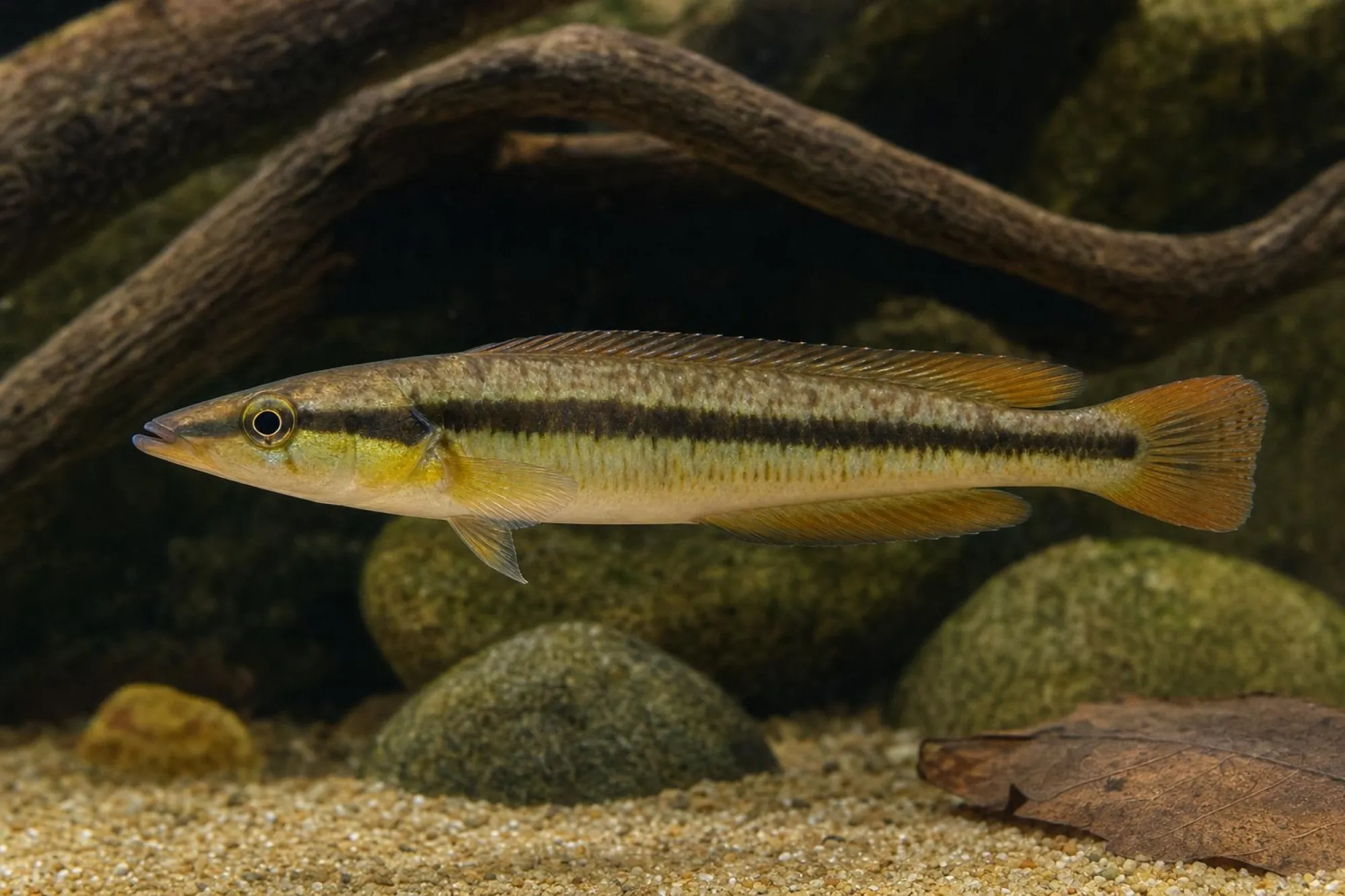 Cyclos-Hechtbuntbarsch, Crenicichla cyclostoma