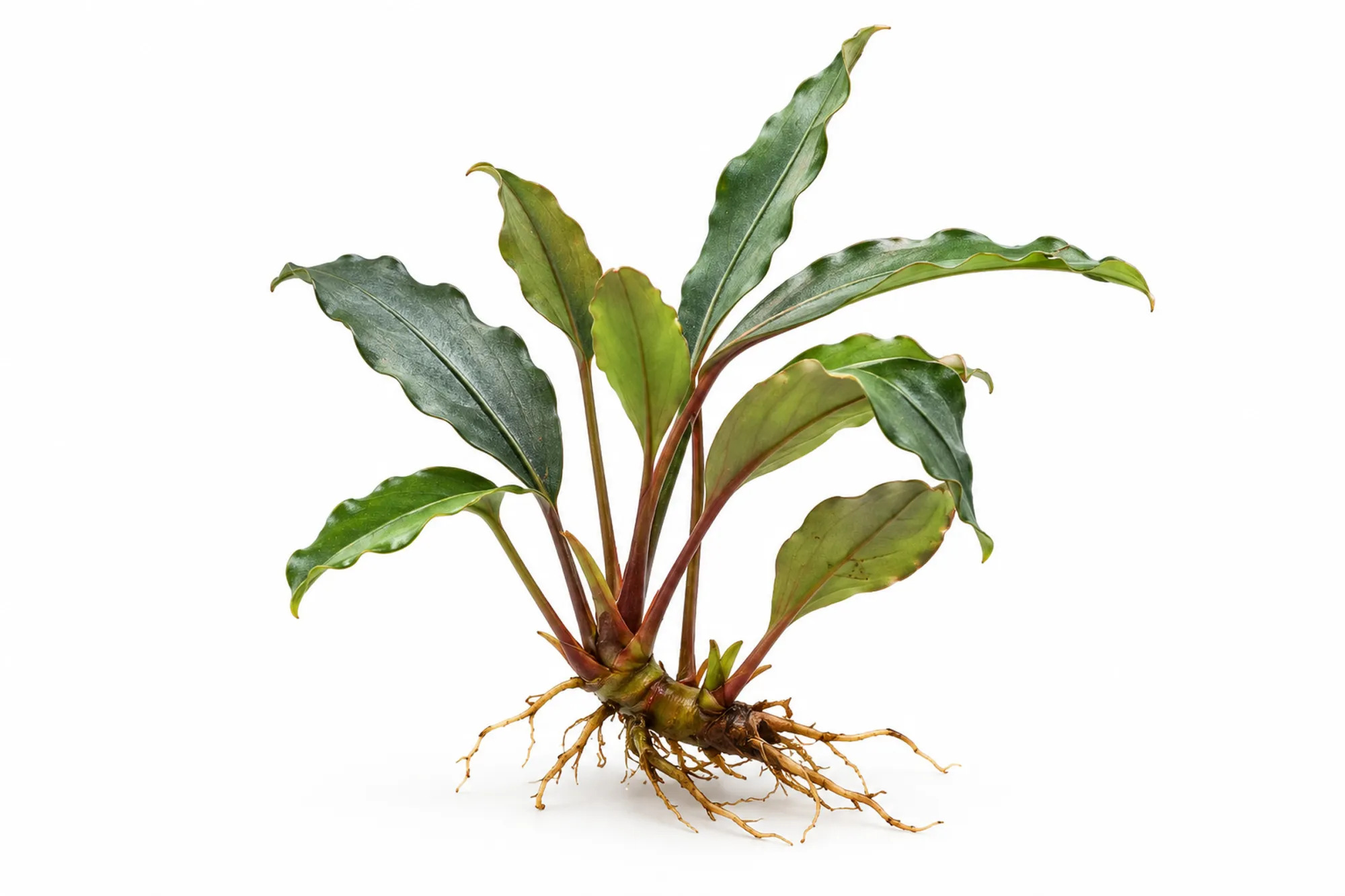 Bucephalandra Pearl Grey als lose Rhizompflanze mit graugrünen gewellten Blättern und sichtbaren Wurzeln