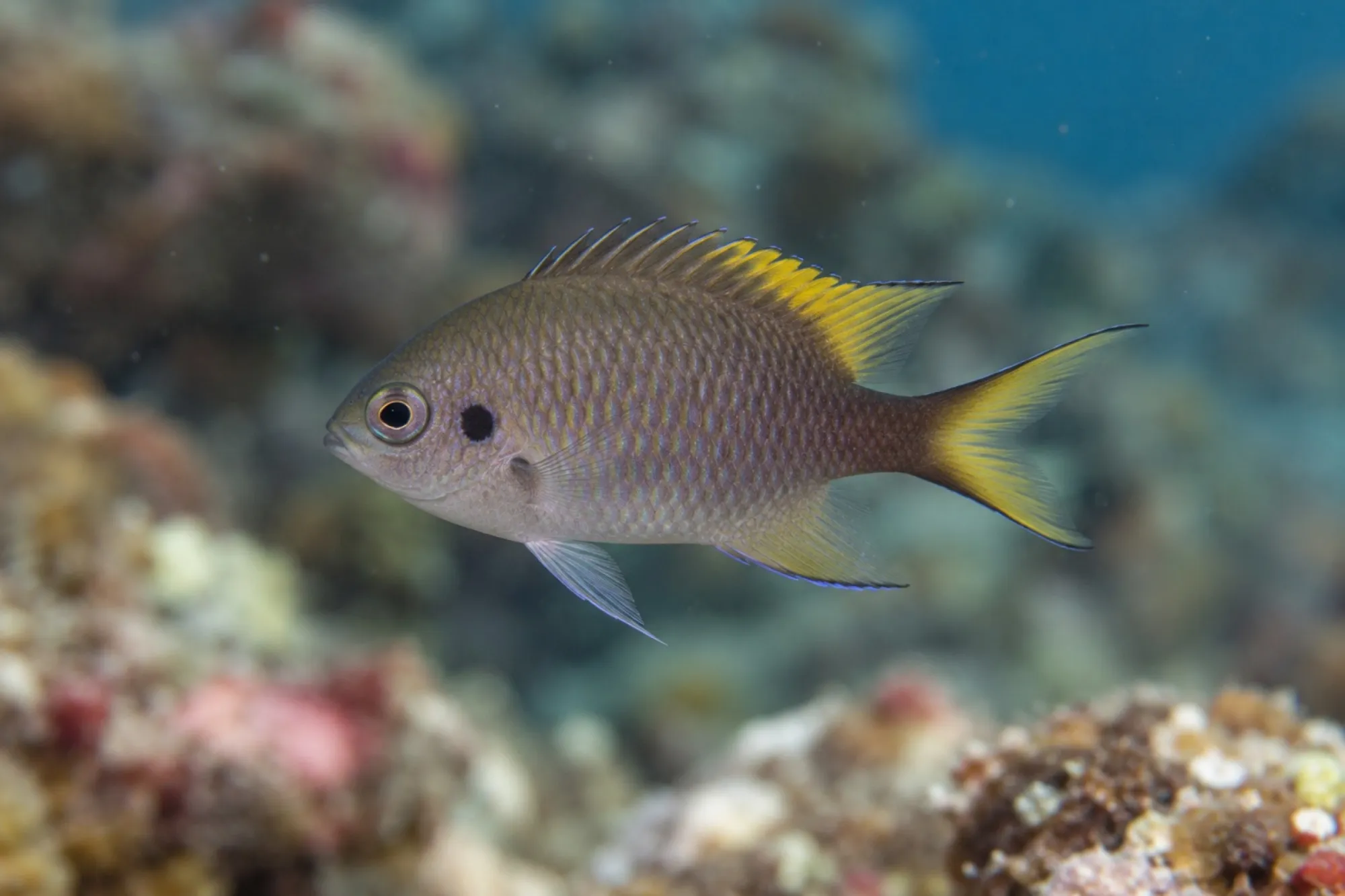 Königliche Demoiselle NZ, Neopomacentrus cyanomos