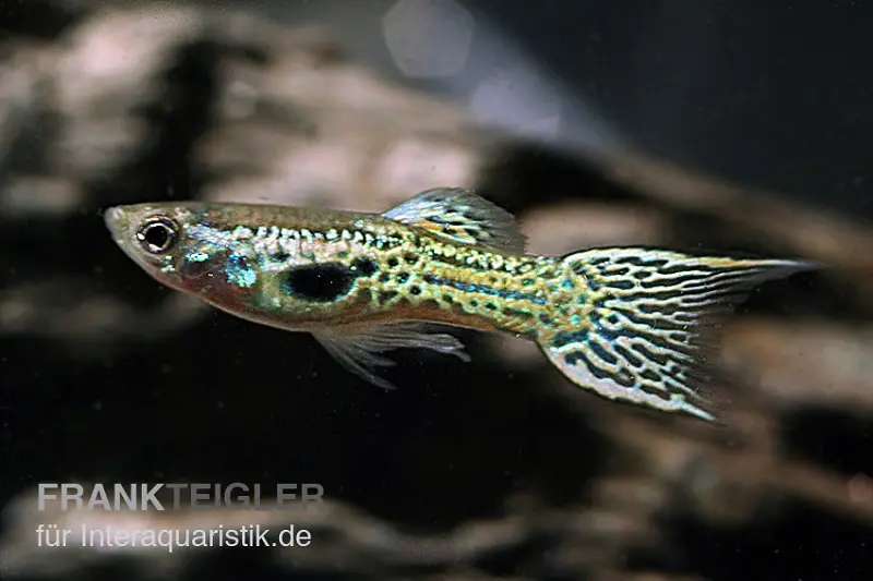 Grüner Cobra Endler Guppy, Poecilia wingei, paarweise