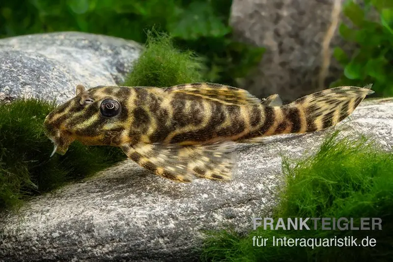 Schokoladen-Zebrawels, L270, Hypancistrus sp.