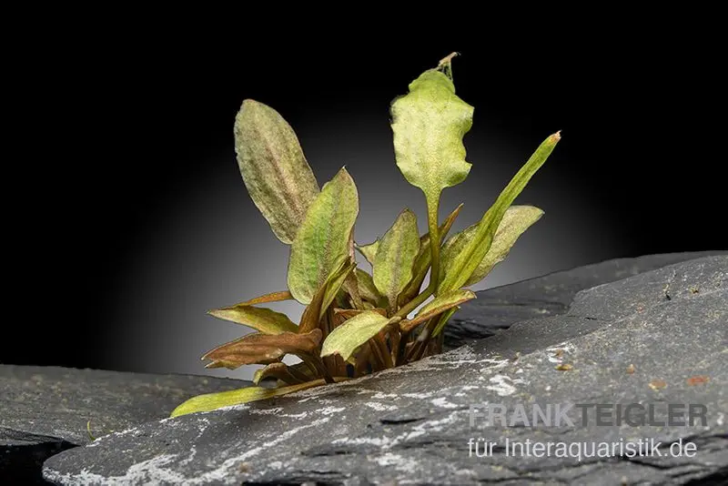 Legros Wasserkelch, Cryptocoryne walkeri var. legroi, im Topf (Ausgelistet)
