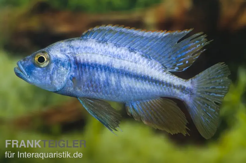 Messerbuntbarsch, Dimidiochromis compressiceps, ca. 5,0-7,0 cm