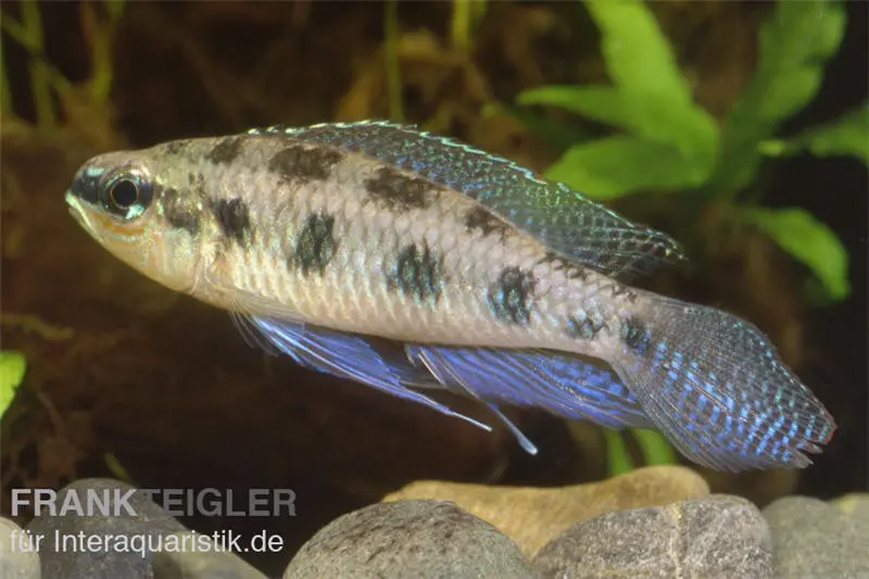Schachbrettcichlide, Dicrossus maculatus (Crenicara maculata)