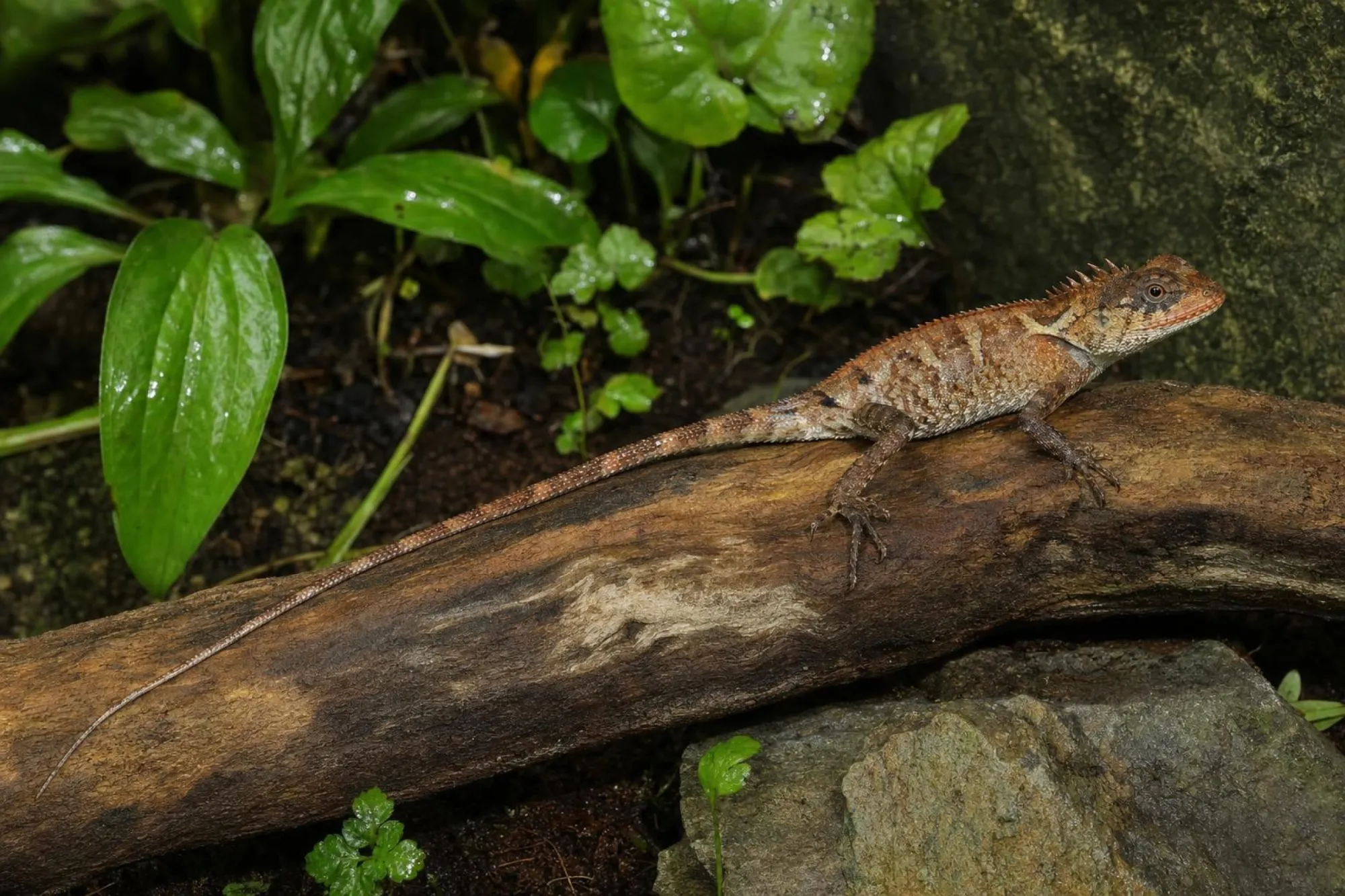 Rotlippen-Nackenstachler, Acanthosaura rubrilabris