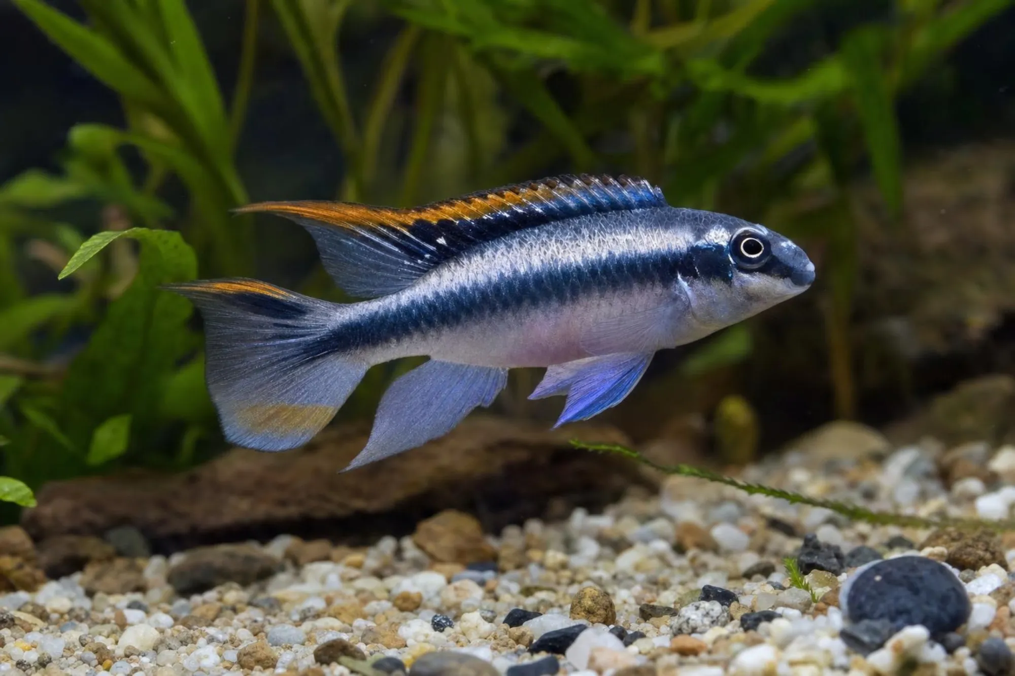 Purpurprachtbarsch „Blue“, Pelvicachromis pulcher