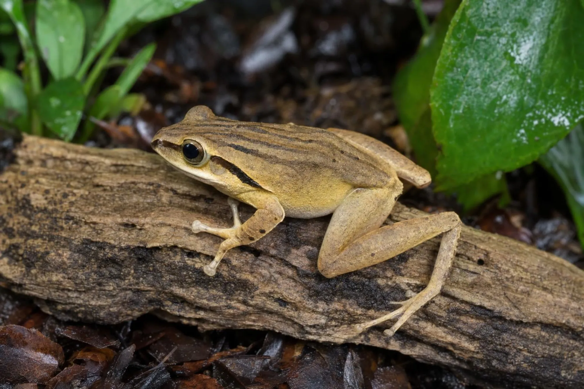 Hongkong-Ruderfrosch, Polypedates megacephalus