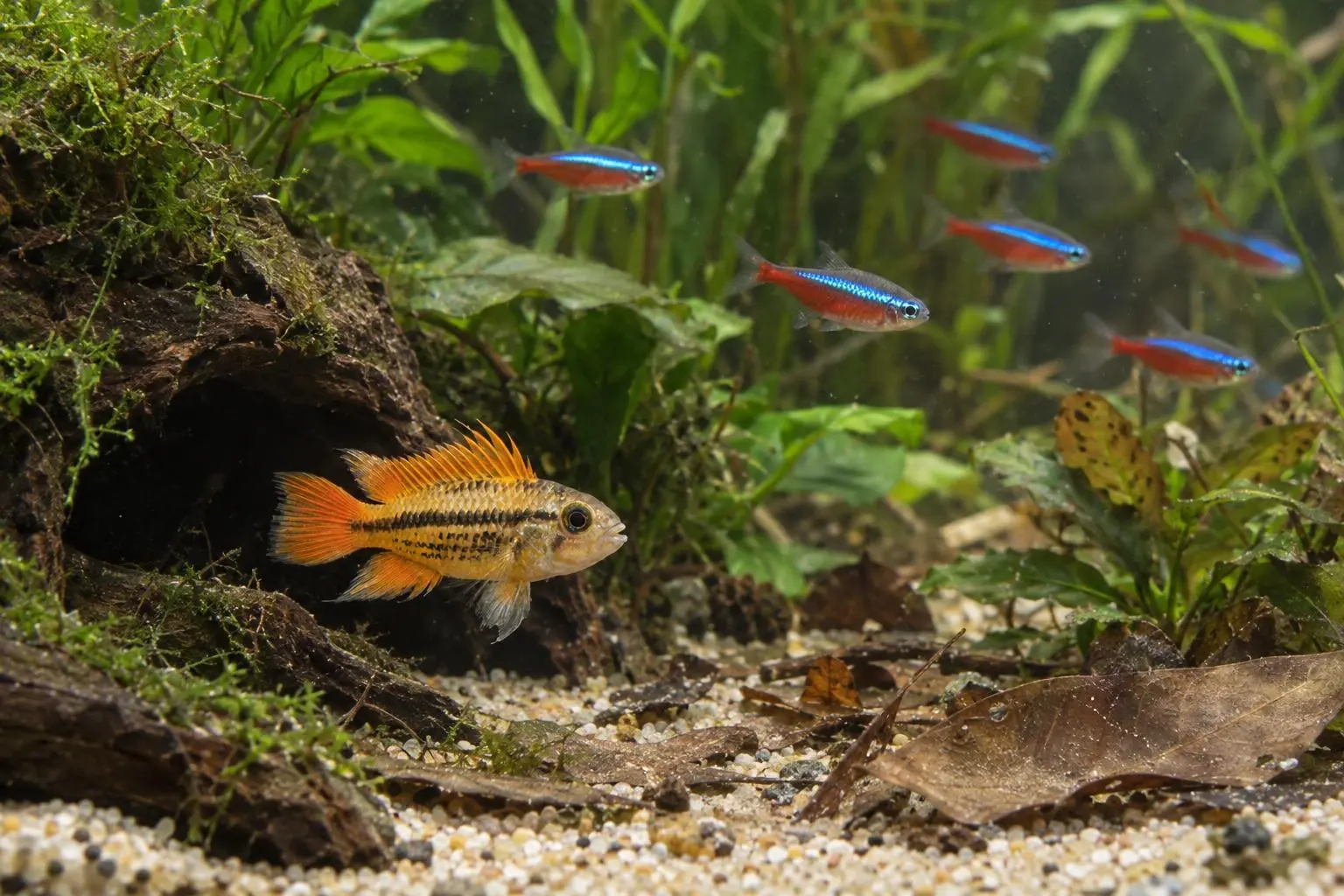 Frisch aus Tschechien: Neue Aquarientiere in Biedenkopf