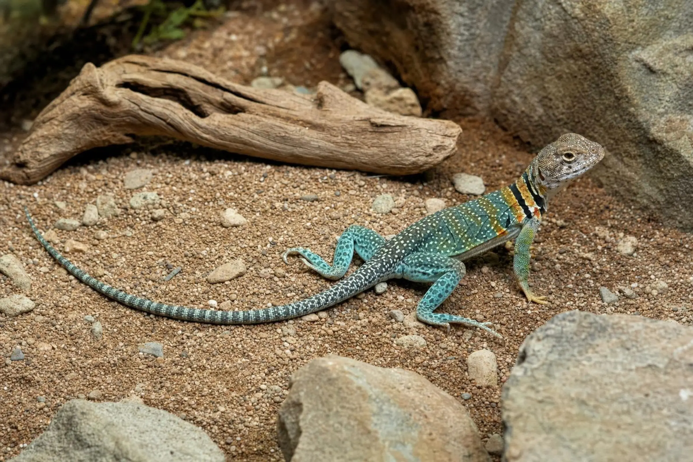 Halsbandleguan „Wichita Mountains“, Crotaphytus collaris