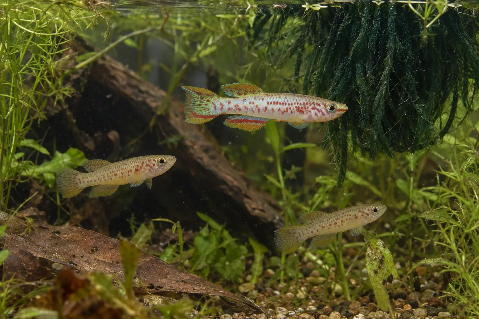 Ein Wollfaden voller Leben: Killifische mit Laichmops vermehren