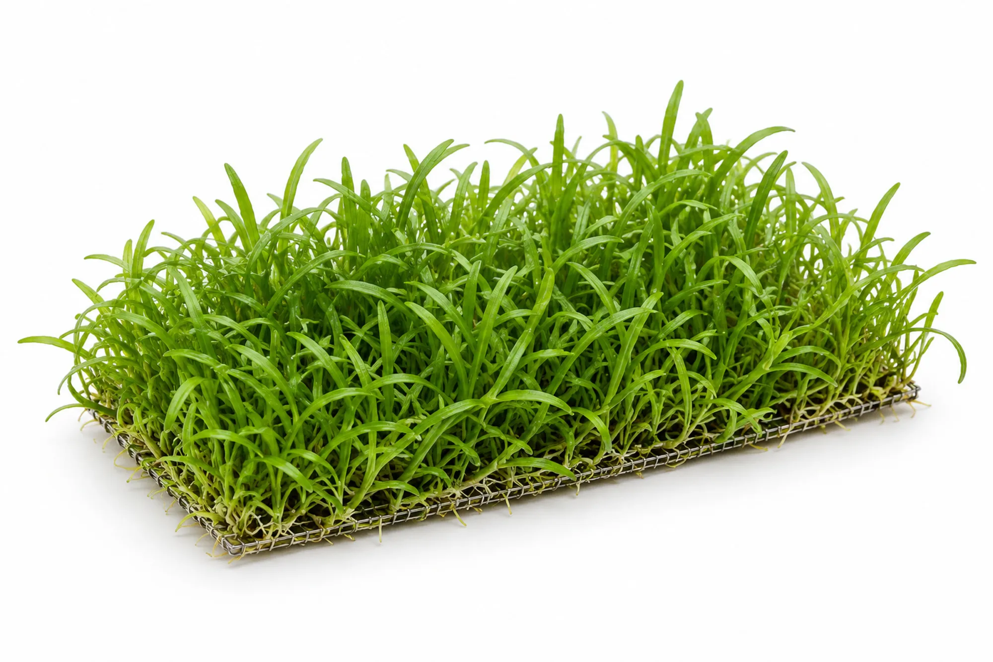 Neuseelandgras mit schmalen grünen Blättern auf einer rechteckigen Edelstahlmatte vor weißem Hintergrund.