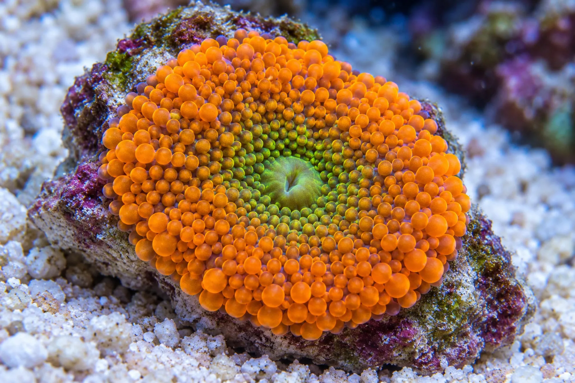Florida-Scheibenanemone „Orange“, Ricordea florida, 1 Polyp